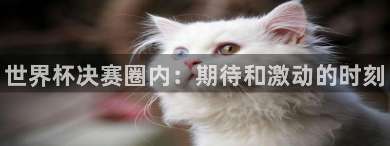 世界杯足球2026:世界杯决赛圈内:期待和激动的时刻