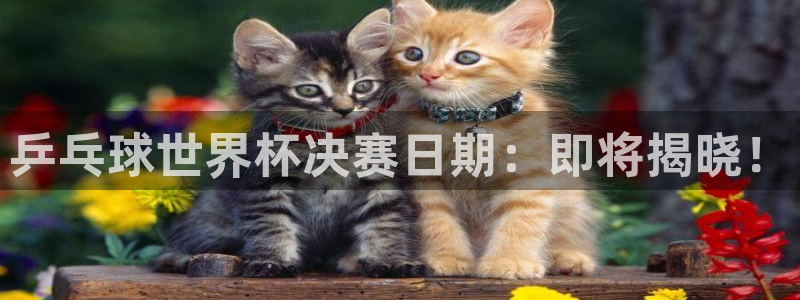 世界杯 2026:乒乓球世界杯决赛日期:即将揭晓!